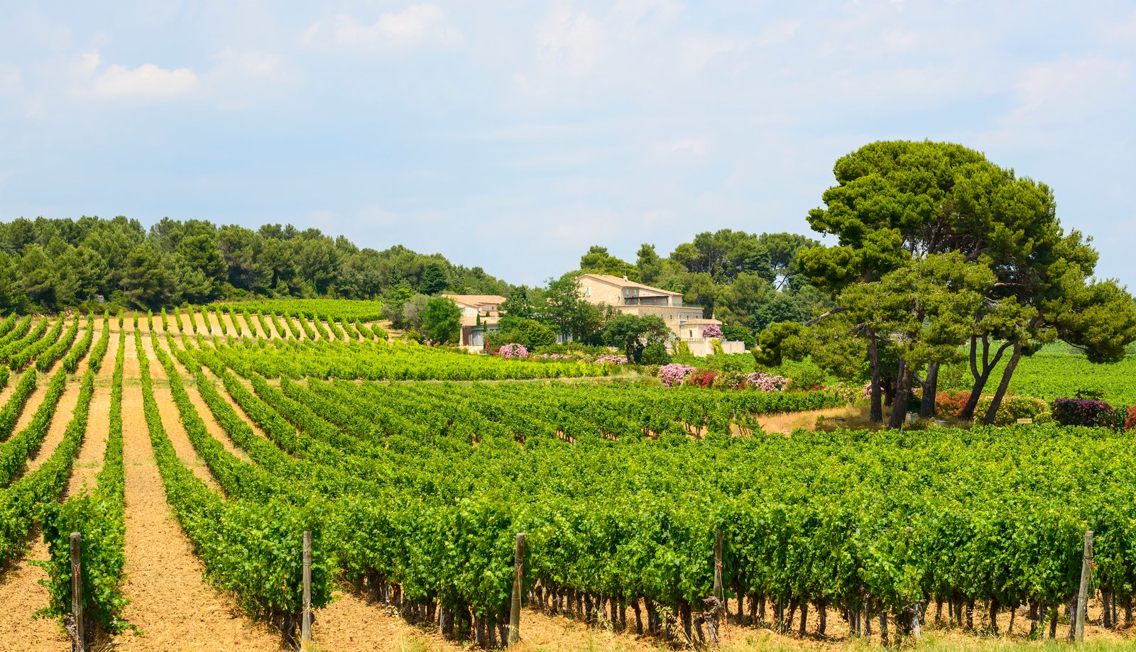 Country House And Vineyard Near Montpellier Country House And Vineyard Near Montpellier